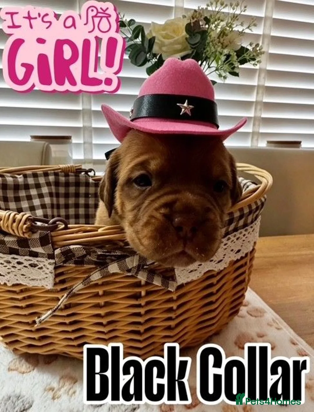 Dogue De Bordeaux dogs for sale: Beautiful KC Registered Dogue de Bordeaux Puppies - Advert 25