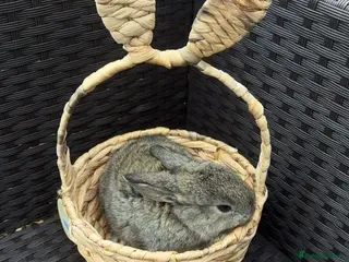 Mixed Breed rabbits 4 baby rabbits looking for their forever homes - Advert 5