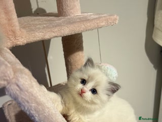 Ragdoll cats Purebred Ragdolls – Ready to Reserve Now 🍼 - Advert 14