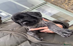 German Wirehaired Pointer dogs for sale: Gorgeous GWP pups in Skipton - Image 1