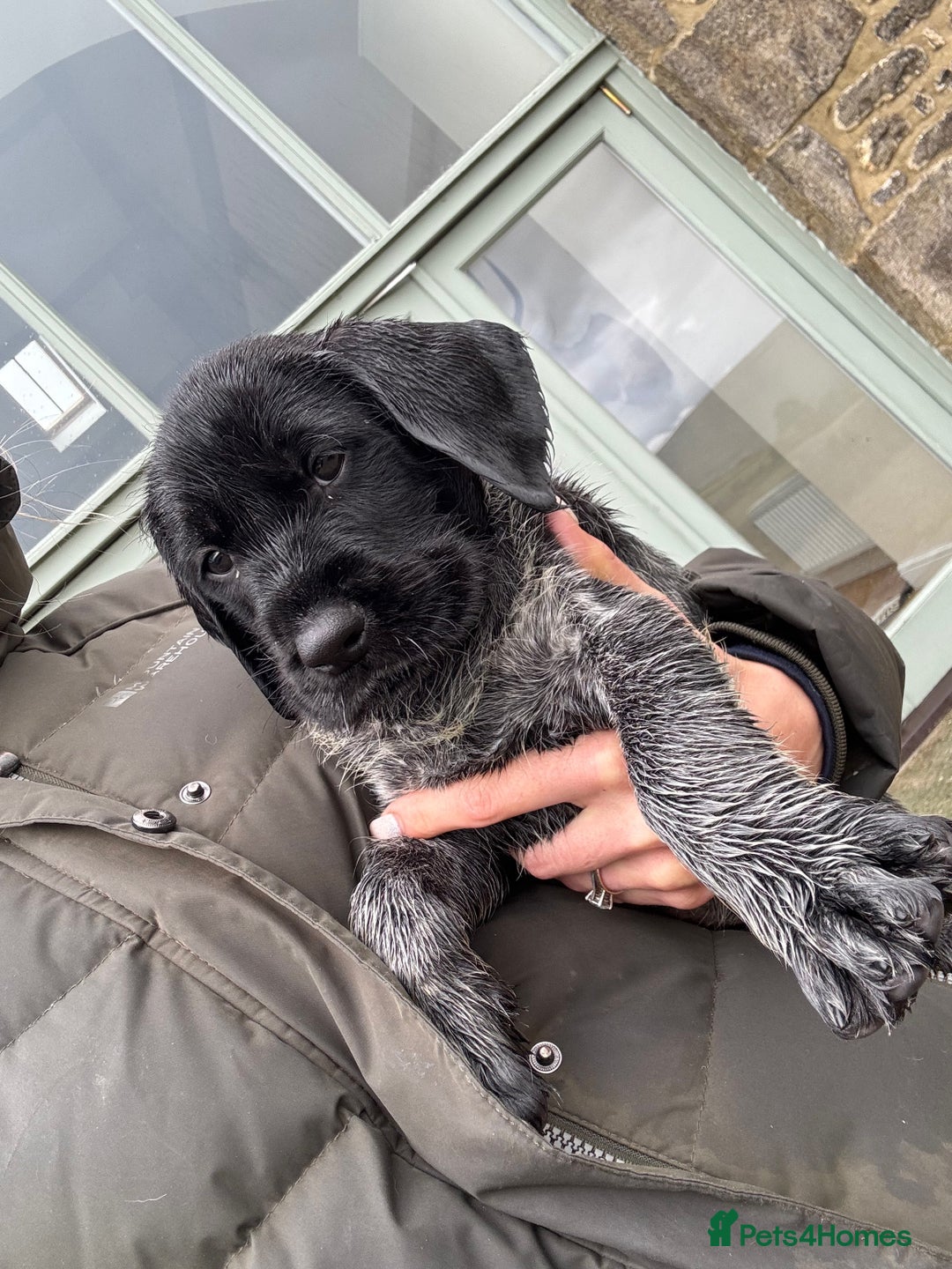 German Wirehaired Pointer dogs for sale: Gorgeous GWP pups in Skipton - Image 1