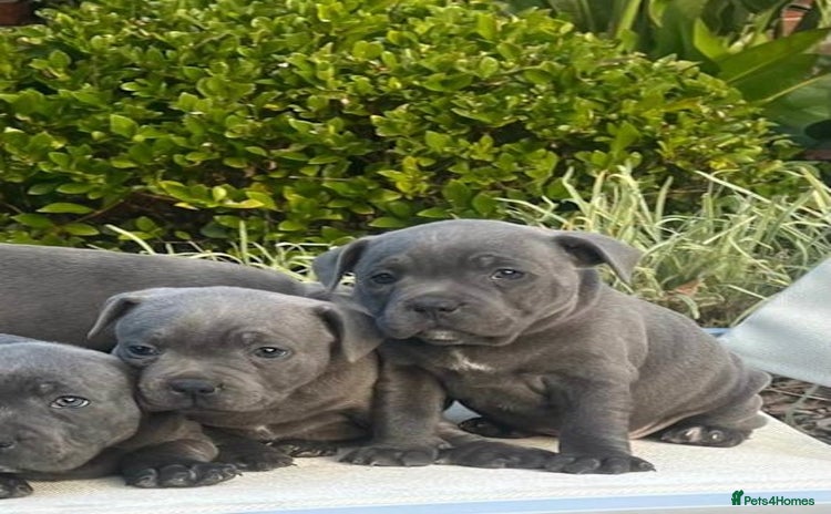 Staffordshire Bull Terrier dogs - Advert 4
