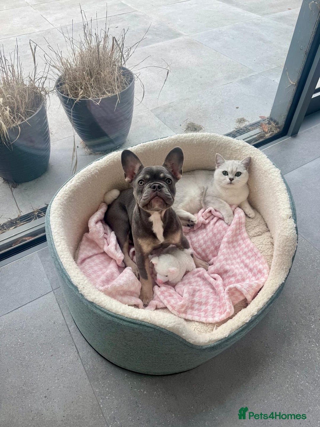 French Bulldog dogs for sale: 7 Month Old Female French Bulldog For Sale - Advert 4