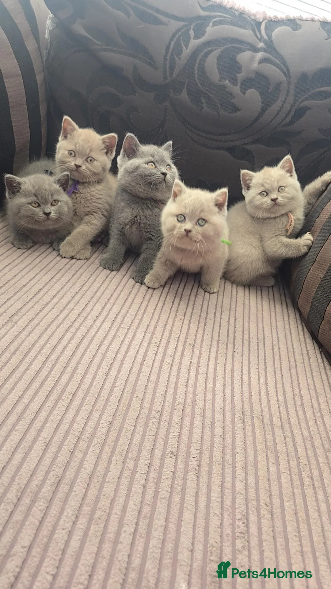 British Shorthair cats for sale: Chunky British Shorthair Kittens  - Advert 2