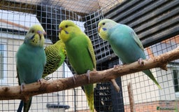 Budgerigars birds for sale: 6 baby budgies for sale from £30 to £40 - Image 8