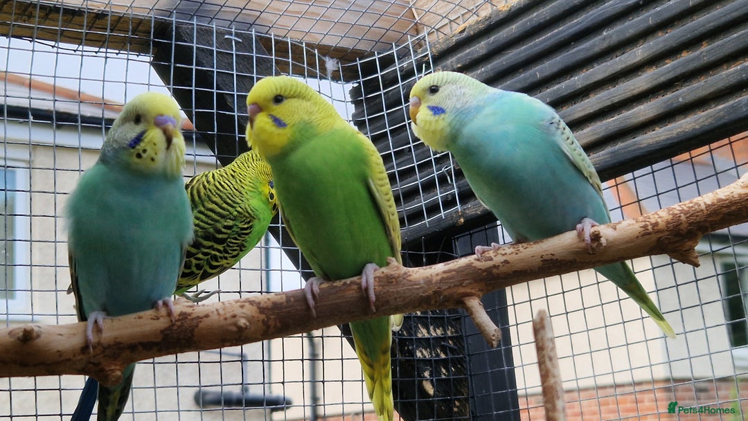 Budgerigars birds for sale: 6 baby budgies for sale from £30 to £40 - Image 8