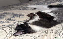 British Longhair cats for sale: Beautiful male kitten Koa  - Image 6