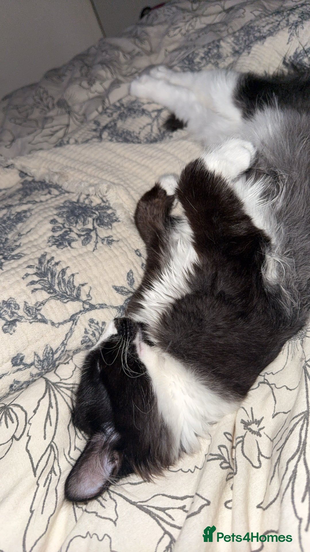 British Longhair cats for sale: Beautiful male kitten Koa  - Image 6