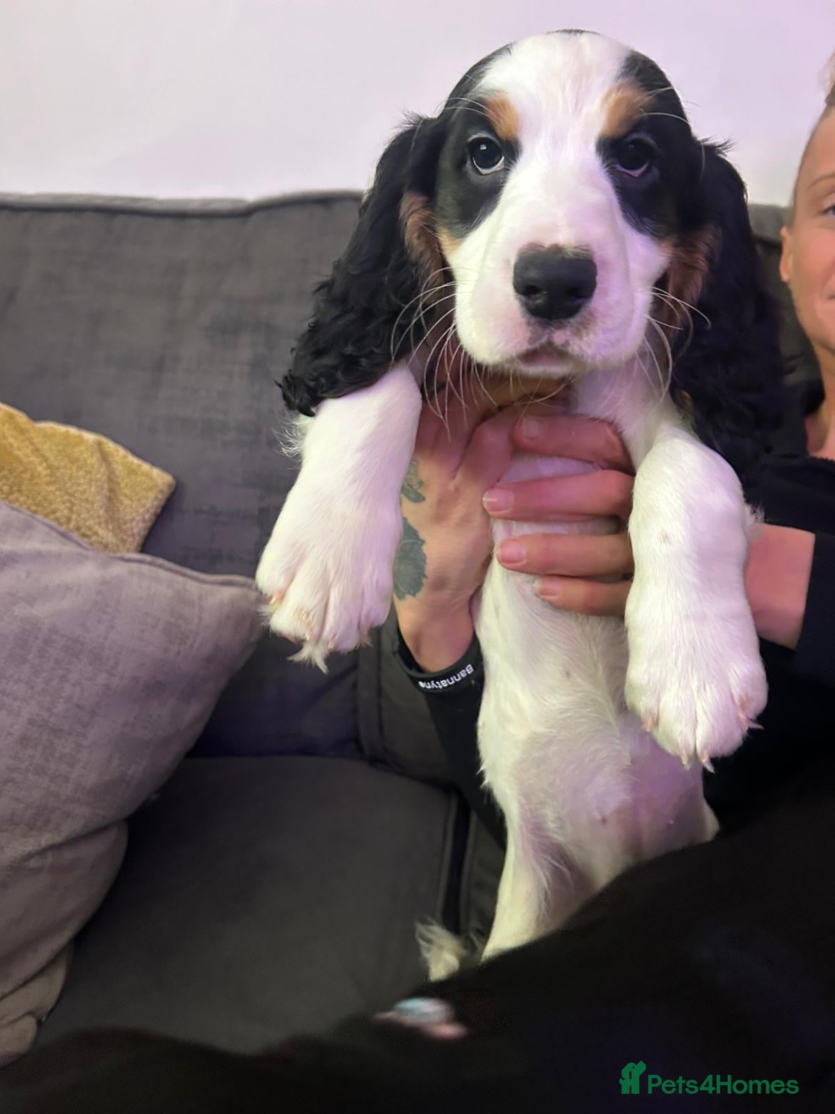 Cocker Spaniel dogs Beautiful Working Cocker Spaniel puppies - Advert 13