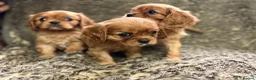 Cavalier King Charles Spaniel dogs for sale: Kc registered Cavalier King Charles Spaniel - Advert 5