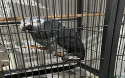 Parrots birds for sale: African Grey Parrot (Male for sale!) - Image 4