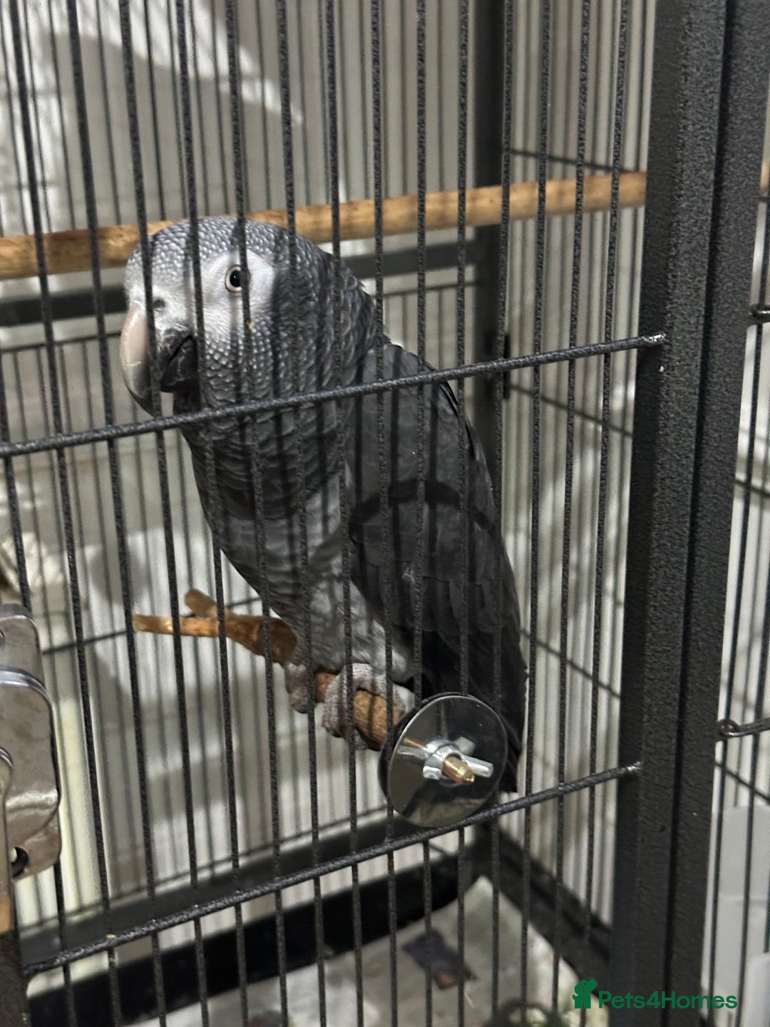 Parrots birds for sale: African Grey Parrot (Male for sale!) - Image 4