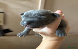Staffordshire Bull Terrier dogs for sale: Blue staffy pups (mum is champion bred kc) - Image 18