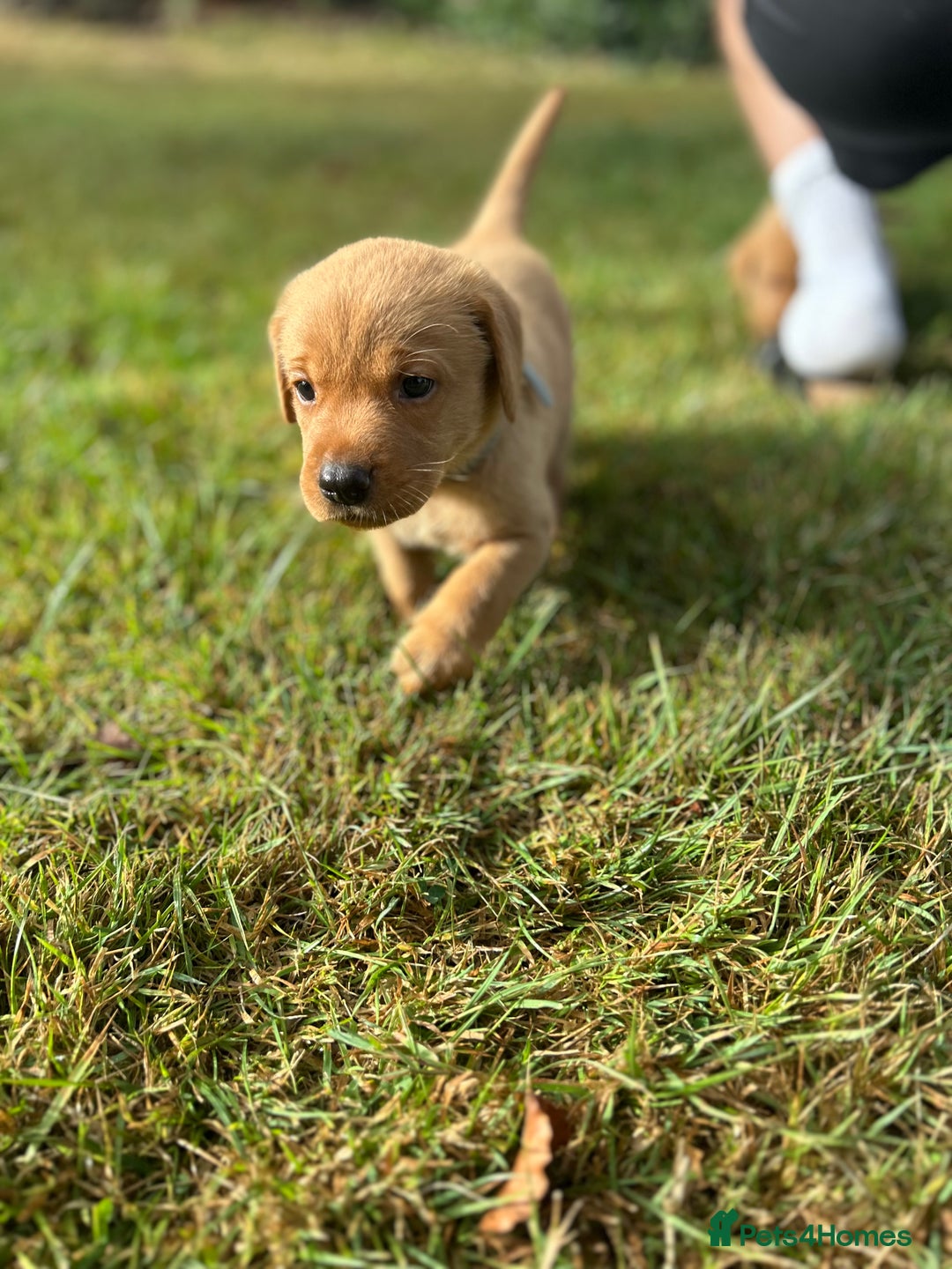Labrador Retriever dogs for sale: KC Registered Fox Red Labrador Puppies  - Image 12