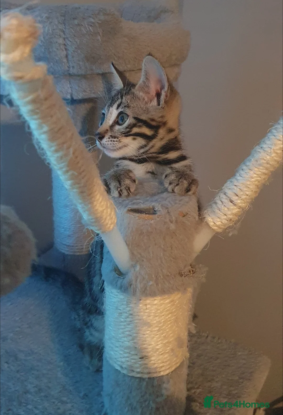 Bengal cats for sale: STUNNING BENGAL TABBY MIXED GIRL! - Advert 2