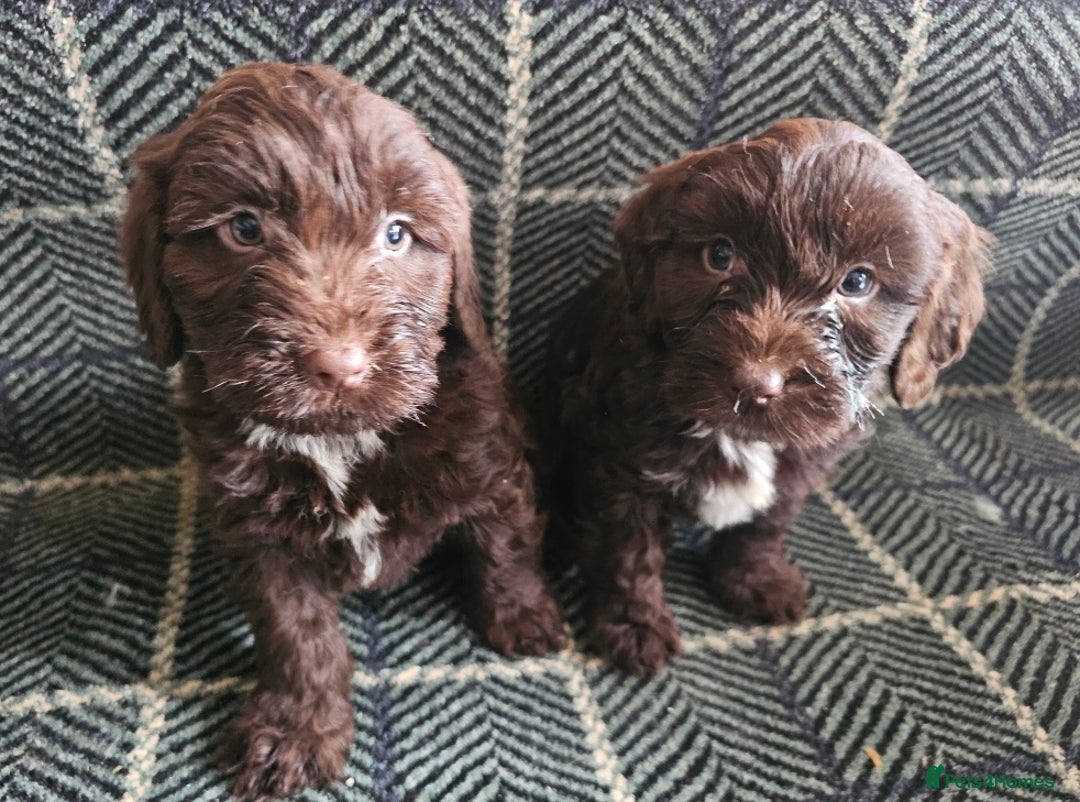Cockapoo dogs for sale: Cockerapoo puppies F1 - Advert 17