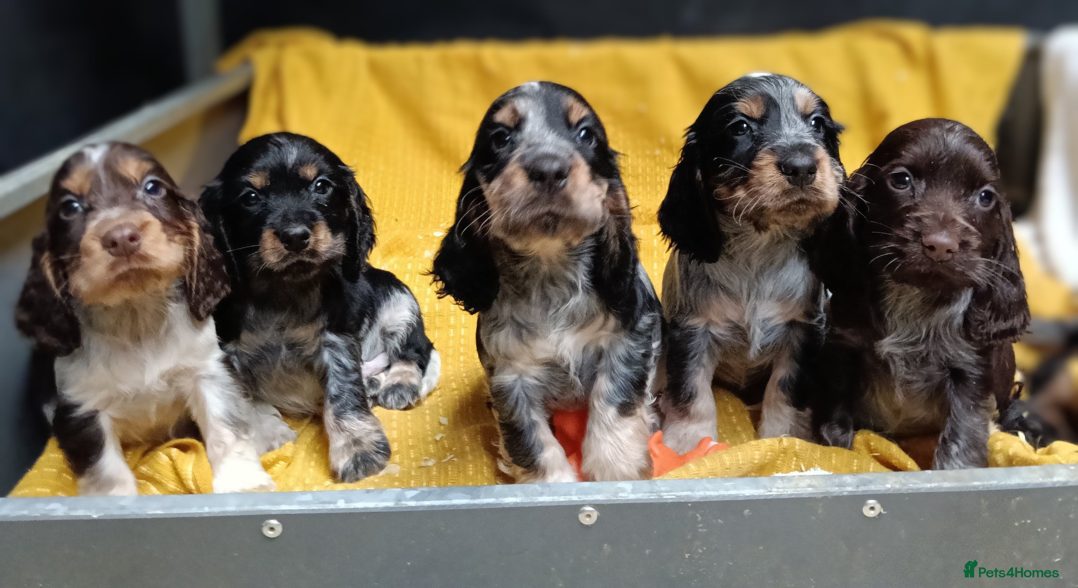 Cocker Spaniel dogs 🩷Scrumptious Cocker Spaniel puppies 🩷 - Advert 10