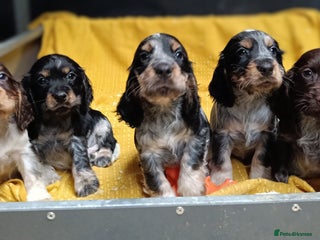 Cocker Spaniel dogs 🩷Scrumptious Cocker Spaniel puppies 🩷 - Advert 10