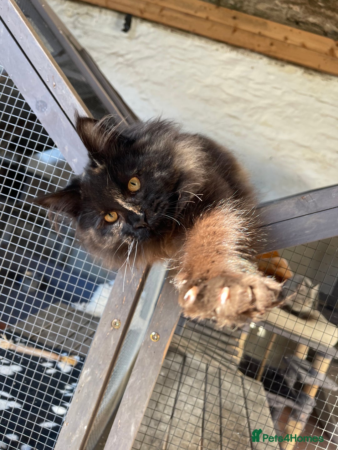 Maine Coon cats for sale: Top pedigree MaineCoon sisters  - Advert 24