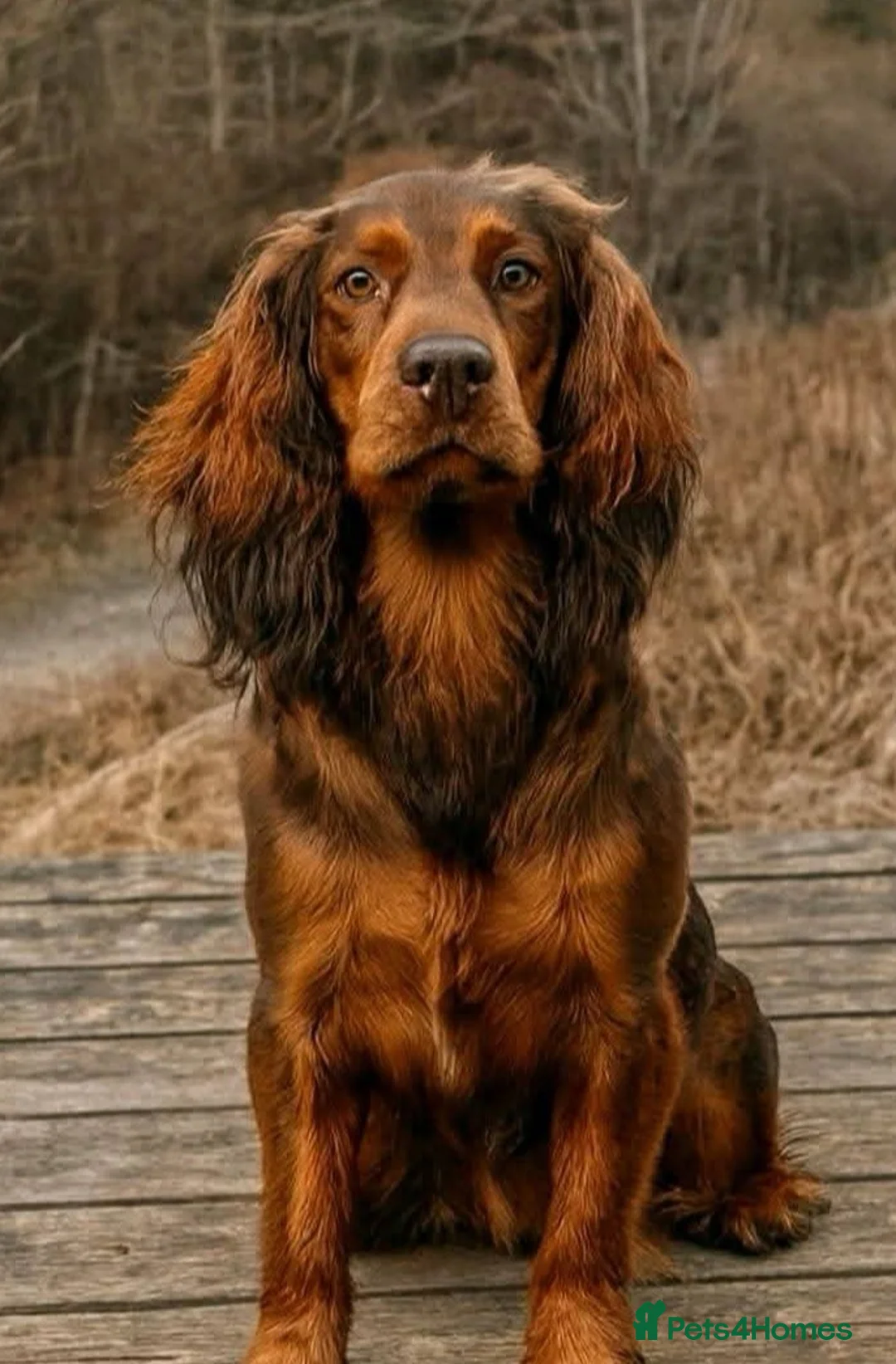 Cocker Spaniel dogs for sale: FTCH Pedigree Working Cocker Spaniels  - Advert 3