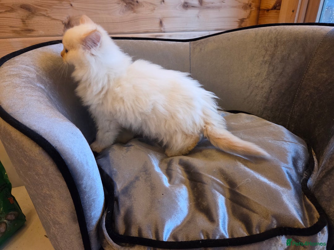 Ragdoll cats for sale: Flame boy Ragdoll kitten - Advert 15