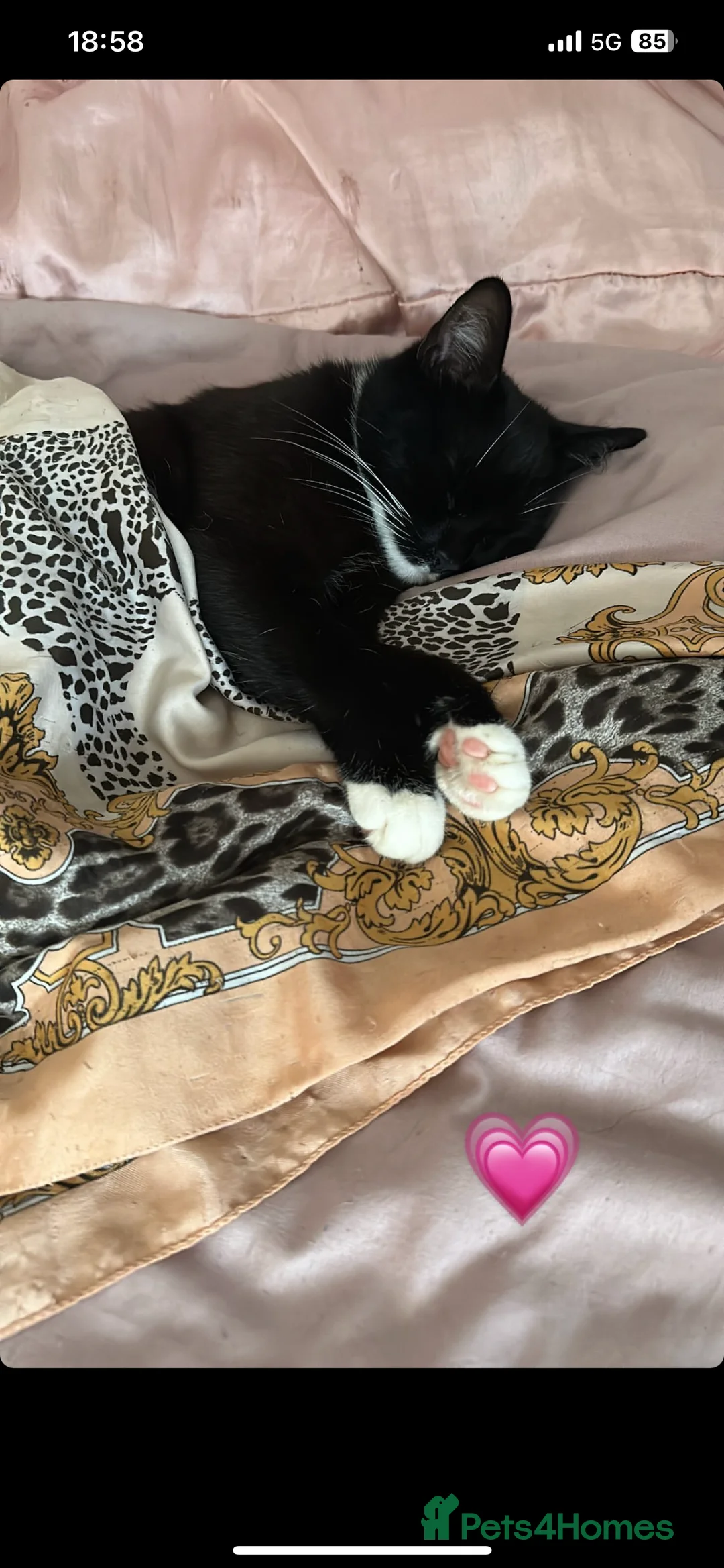 British Shorthair cats for sale: Beautiful British Shorthair Tuxedo - Advert 5