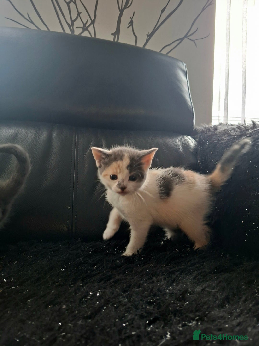 Mixed Breed cats for sale: Beautiful fluffy kittens for sale - Image 4
