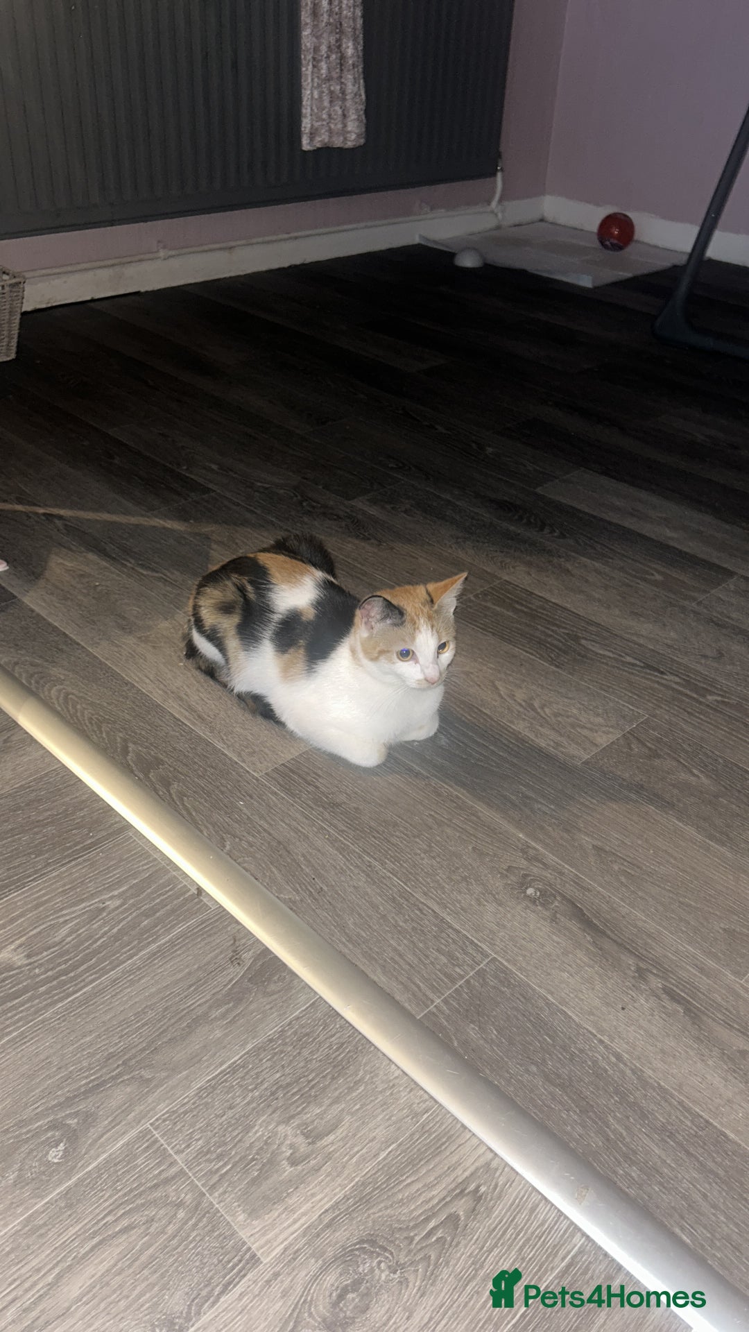 British Shorthair cats for sale: 6 month old gorgeous calico female for sale  - Advert 4