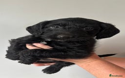 Labradoodle dogs for sale: 1 black girl ready now - Image 8