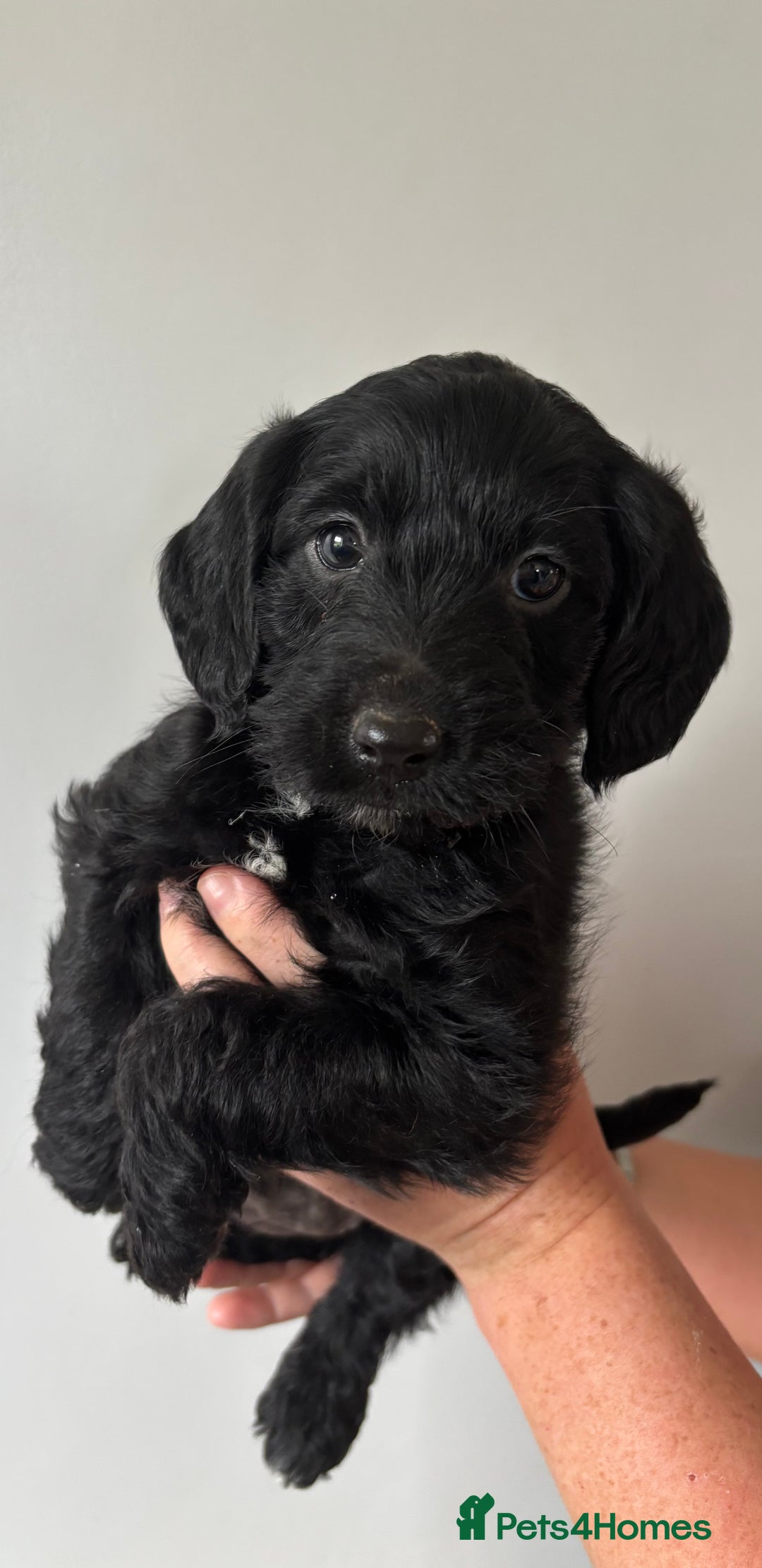 Labradoodle dogs for sale: 1 black girl ready now - Image 8