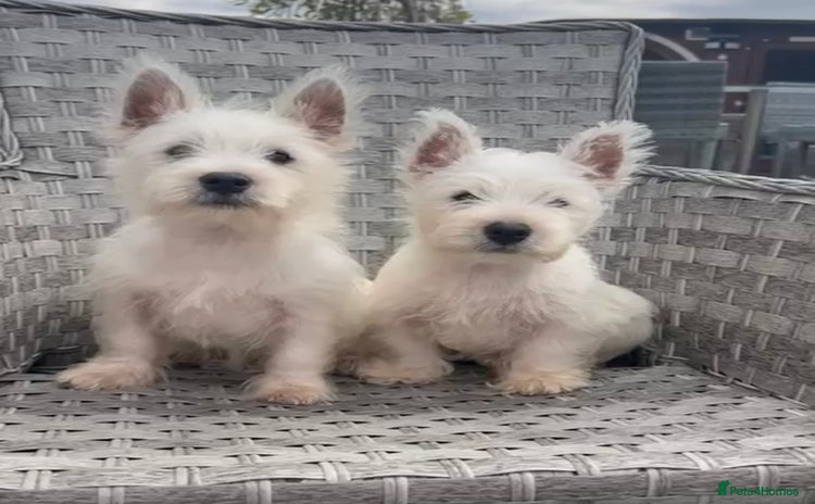 West Highland Terrier dogs - Advert 3