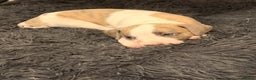 Whippet dogs for sale: KC Whippet puppies only 2 boys left  - Advert 10