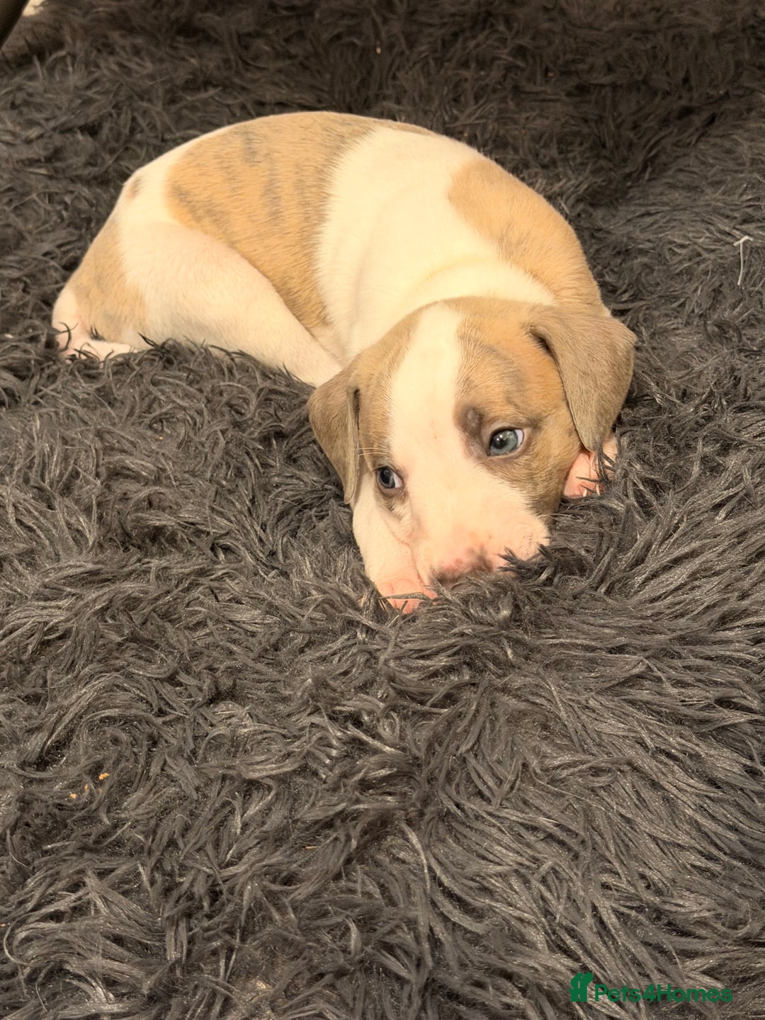 Whippet dogs for sale: KC Whippet puppies only 2 boys left  - Advert 10
