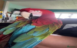 Macaws birds for sale: Beautiful Blue and gold Macaw, Green Wing Macaws - Image 9