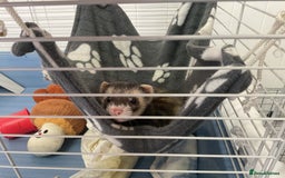 Ferret rodents for sale: unneutered 1 year old Hob Ferret, comes with cage  - Image 5