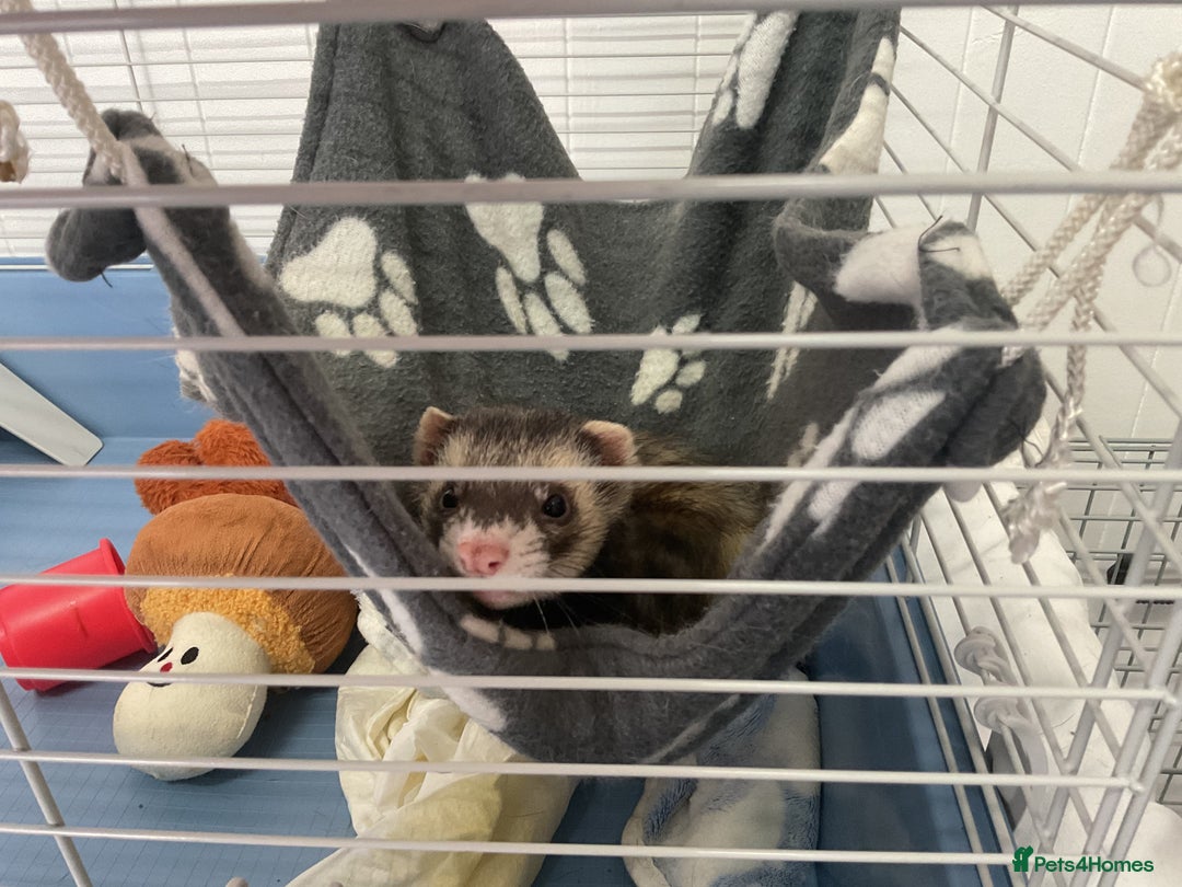 Ferret rodents for sale: unneutered 1 year old Hob Ferret, comes with cage  - Image 5