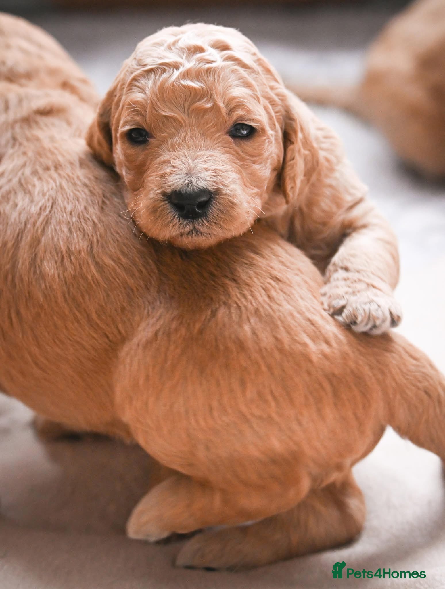 Double Doodle dogs for sale: Beautiful double/golden doodles from family pet - Advert 13