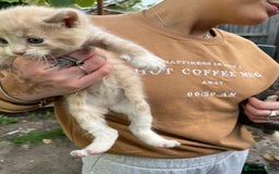 Mixed Breed cats for sale: Mixed breed Kitten’s  - Image 14