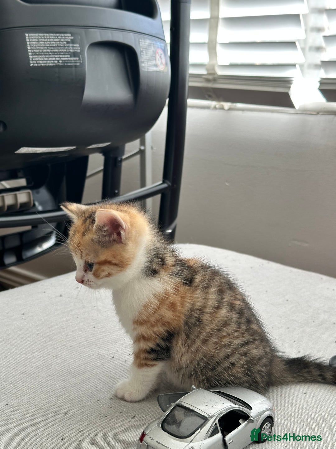 Domestic Shorthair cats for sale: 2 Male 2 female kittens for sale - Image 8