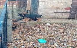 Border Terrier dogs for sale: Pure border terrier puppies  - Advert 8