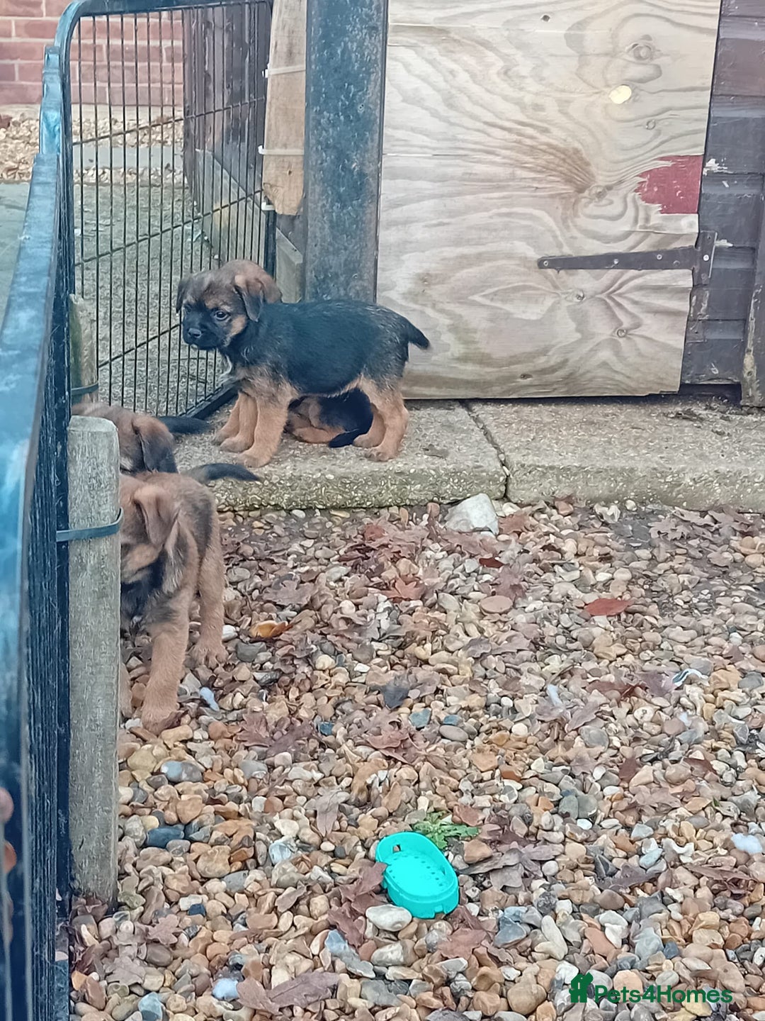 Border Terrier dogs for sale: Pure border terrier puppies  - Advert 8