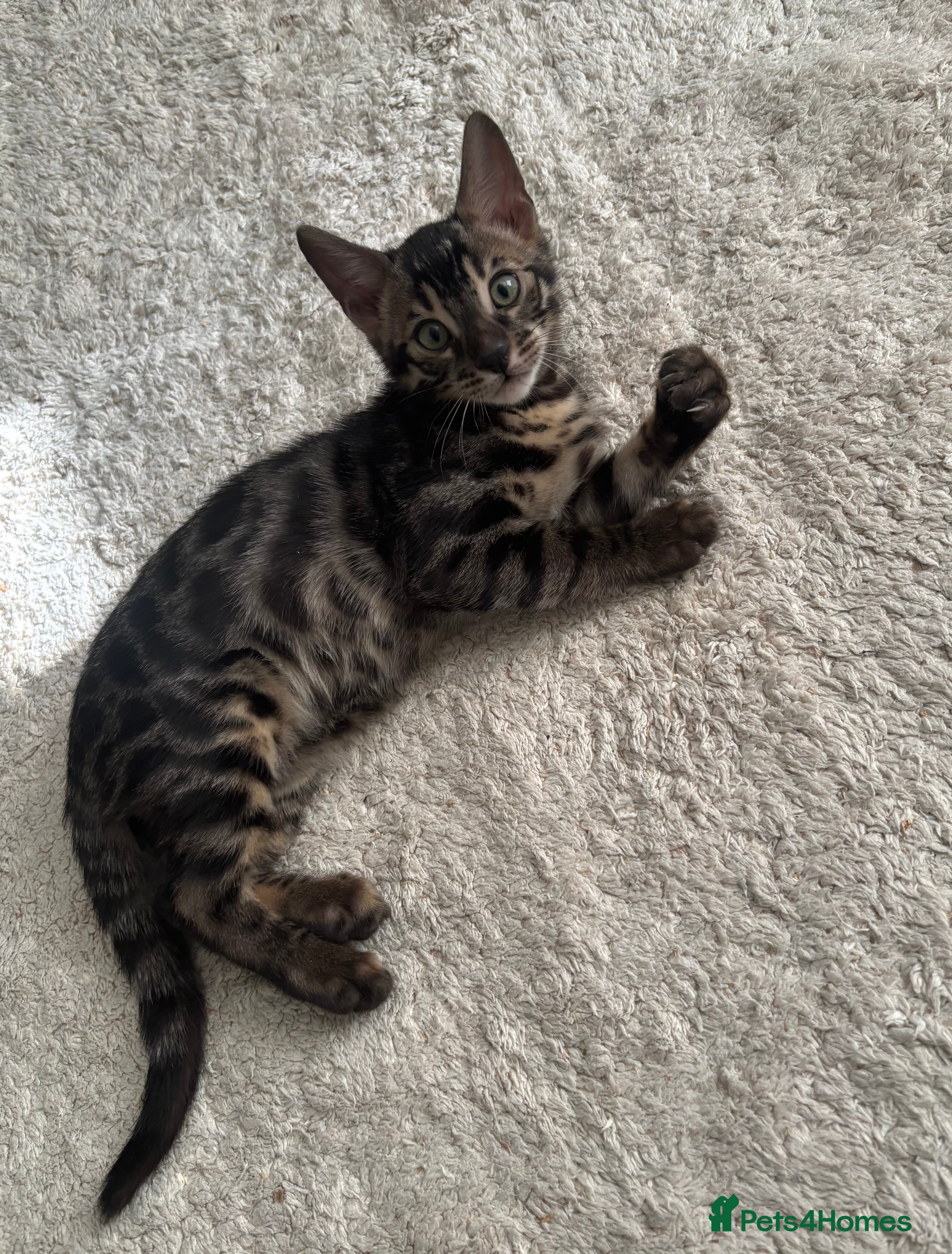 Bengal cats 🌟Pedigree bengal kittens🌟 - Advert 5