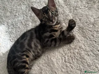 Bengal cats 🌟Pedigree bengal kittens🌟 - Advert 5