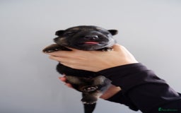 German Shepherd dogs for sale: 7 CHUNKY GERMAN SHEPHERD PUPPIES KC REGISTERED - Image 13