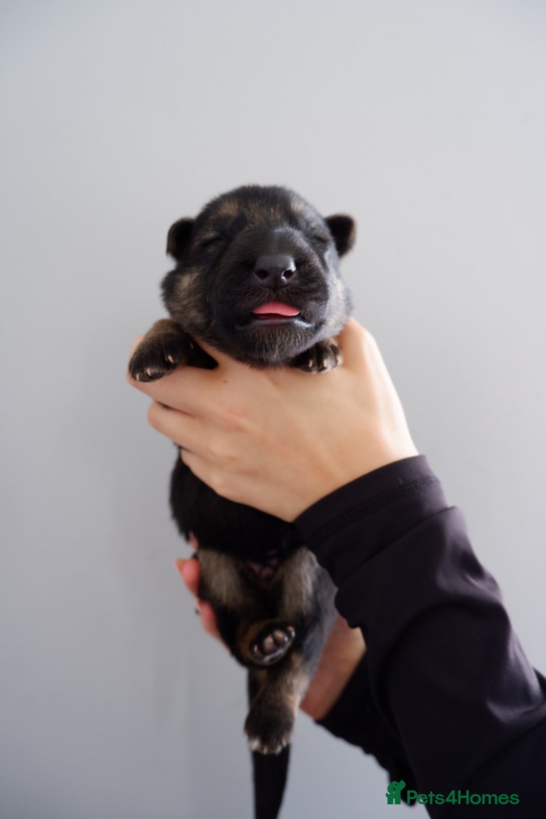 German Shepherd dogs for sale: 7 CHUNKY GERMAN SHEPHERD PUPPIES KC REGISTERED - Image 13