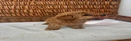 Jackapoo dogs for sale: F1b toy jackapoo puppies  - Advert 4