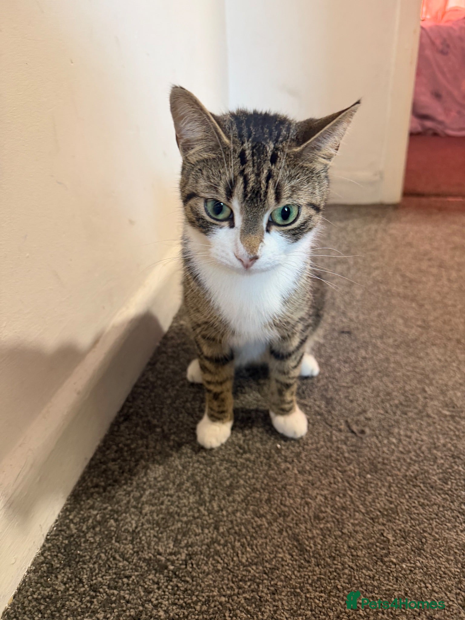Mixed Breed cats Kittens for sale  - Advert 3