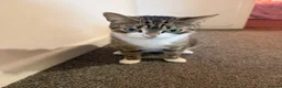 Mixed Breed cats for sale: Kittens for sale  - Advert 1
