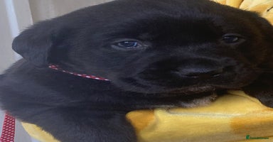 Labrador Retriever dogs - Advert 11