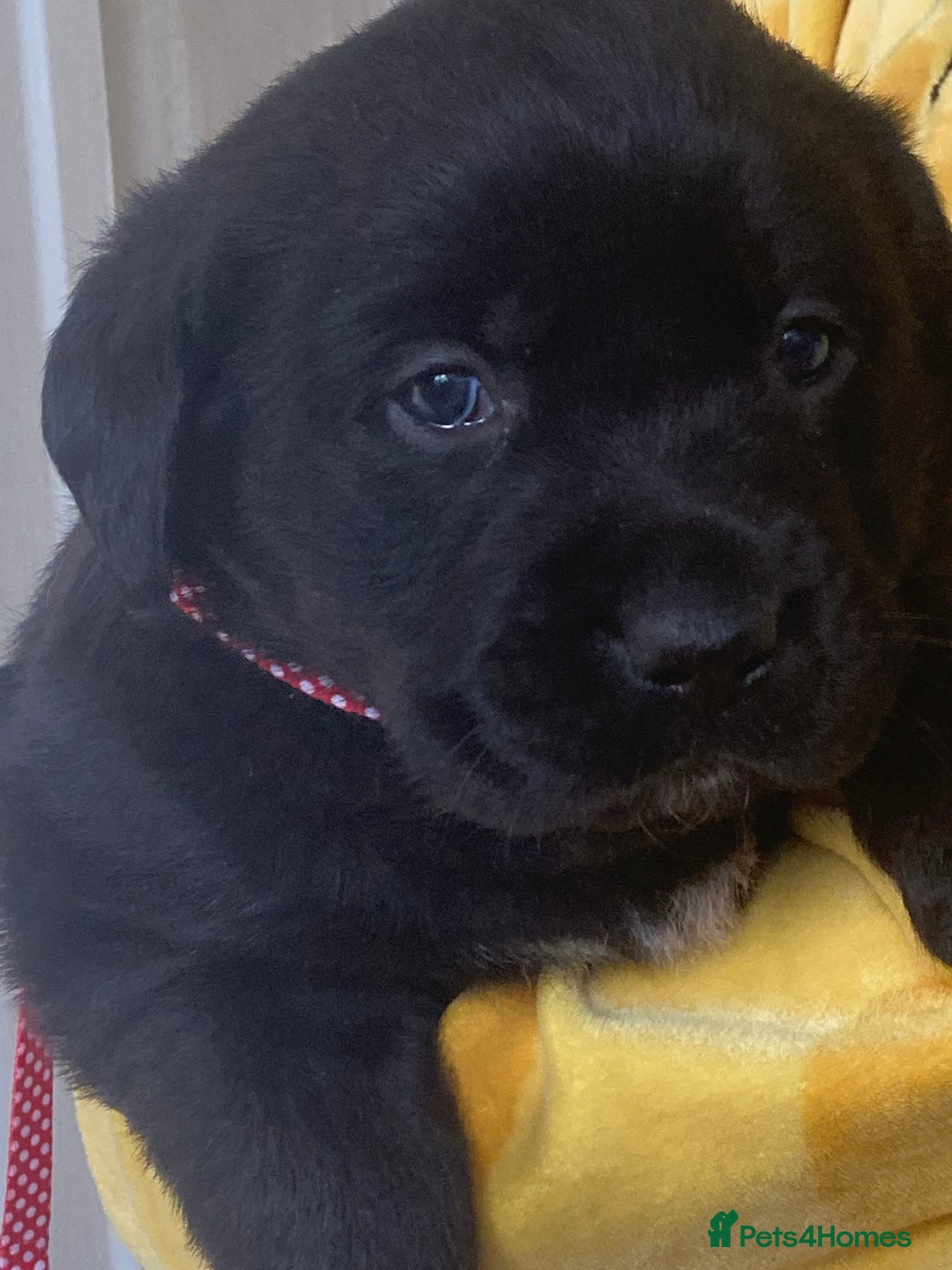 Labrador Retriever dogs for sale: LABRADOR PUPPIES  - Image 3